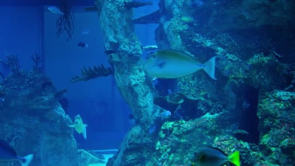 Mnoho Různých Ryb Plavat Akváriu — Stock video
