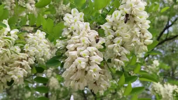 Eine Biene Auf Weißen Akazienblüten Sammelt Nektar Bestäubung Von Bäumen — Stockvideo