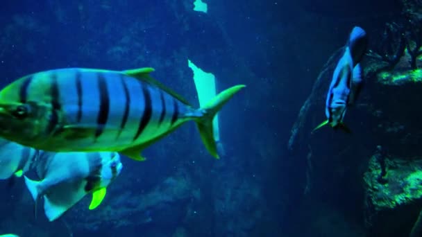 Багато Різних Риб Плавають Акваріумі — стокове відео