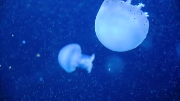 一群在水族馆里游泳的水母在黑暗中被照射成蓝色 — 图库视频影像