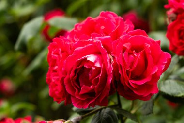 Bahçede kırmızı güller. Güzel tebrik kartı, bahçıvanlık ve gül ekimi