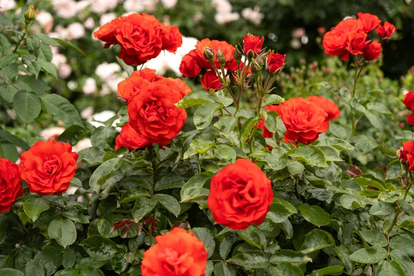 Rote Rosen Garten Schöne Grußkarte Gartenarbeit Und Rosenzucht — Stockfoto