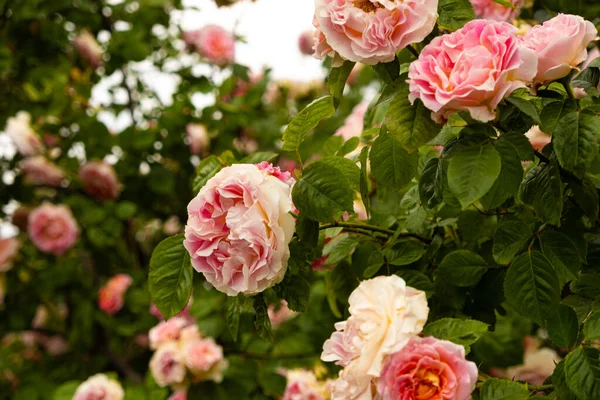 Damask rose bush close-up. Gardening, growing roses, beautiful postcard.