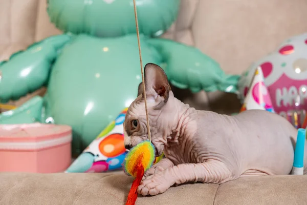 Hairless Sphynx Gatinho Comemora Seu Aniversário Feriado Para Gato Estimação — Fotografia de Stock