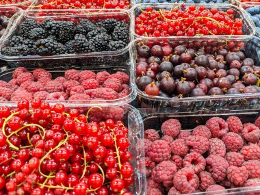 Çeşitli yaz meyveleri - ahududu, böğürtlen, kırmızı frenk üzümü, bektaşi üzümü.