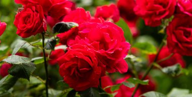 Bahçede kırmızı güller. Güzel tebrik kartı, bahçıvanlık ve gül ekimi