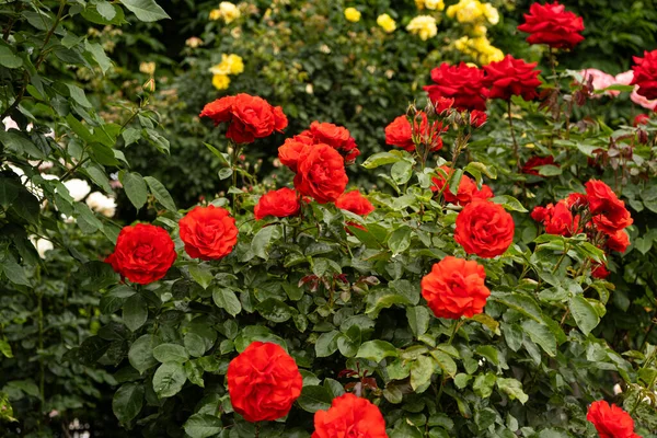 Czerwone Róże Ogrodzie Piękna Kartka Okolicznościowa Ogrodnictwo Uprawa Róż — Zdjęcie stockowe