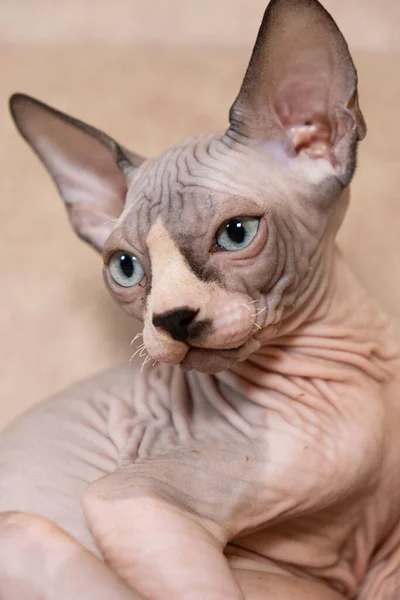 Large Portrait Month Old Canadian Sphynx Kitten Beige Background — Stock Photo, Image