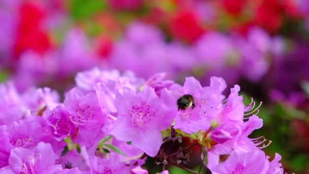 Μια Μέλισσα Πετάει Ανάμεσα Στους Θάμνους Της Ανθισμένης Ροζ Αζαλέας — Αρχείο Βίντεο