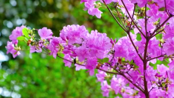 Цветущие Розовые Азалии Расслабляющее Видео Музыки Качающиеся Ветру Цветы — стоковое видео