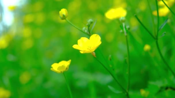Желтые Цветы Лютик Раскачиваются Ветру Поле — стоковое видео