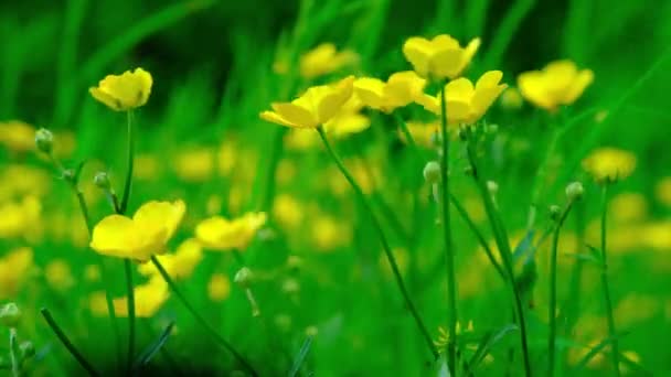 Желтые Цветы Лютик Раскачиваются Ветру Поле — стоковое видео