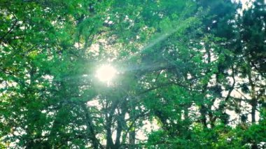Güneş ışınları bir yaz akşamında ağaçların tepesinde parlıyor..