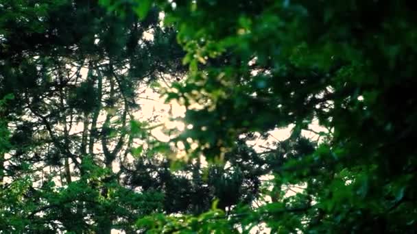 Güneş Işınları Bir Yaz Akşamında Ağaçların Tepesinde Parlıyor — Stok video