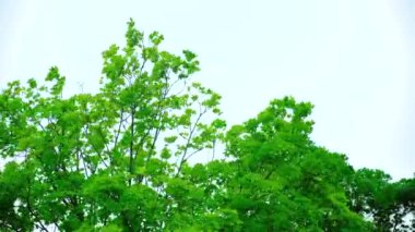 Yağmur yağıyor, ağaçlar rüzgarla sallanıyor..