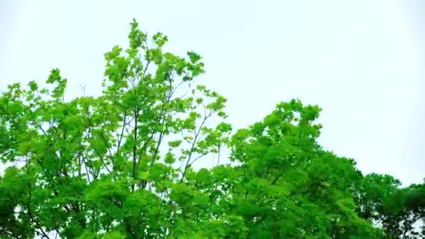 Está Chovendo Árvores Estão Balançando Com Rajadas Vento — Vídeo de Stock