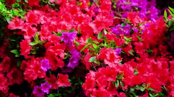 Virágzó Azáleák Vörös Lila Virágok Nyáron Parkban — Stock videók