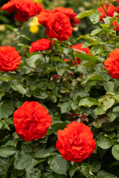 Rote Rosen Garten Schöne Grußkarte Gartenarbeit Und Rosenzucht — Stockfoto