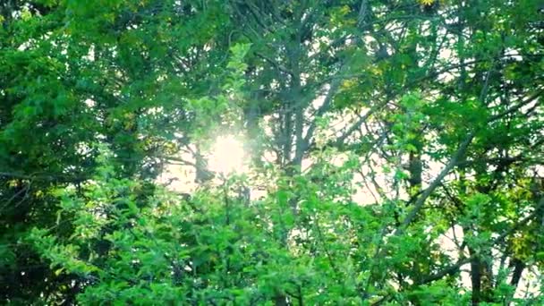 Rays Sun Shine Crown Trees Summer Evening — Stock Video