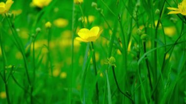 Sarı düğün çiçekleri rüzgarda sallanıyor tarlada.