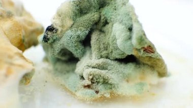 Beyaz arka planda yemek makrosu kalıbı. Küf tehlikesi, bayat ürünler.