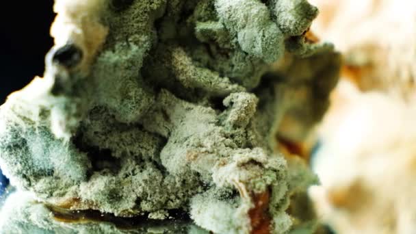Mold Food Macro Black Background Danger Mold Stale Products — Stock Video