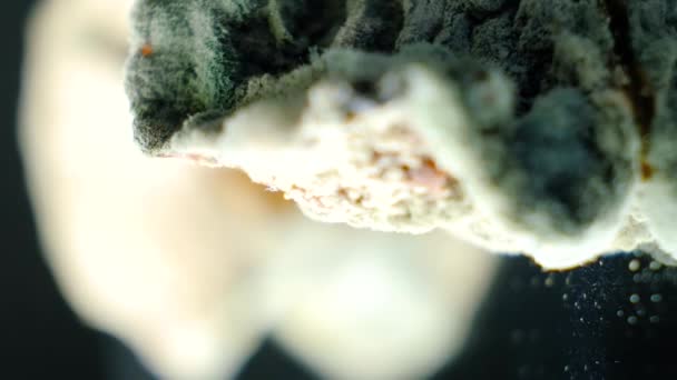 Mucegai Macrocomanda Alimentară Fundal Negru Pericolul Mucegaiului Produselor Vechi — Videoclip de stoc