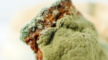 Beyaz arka planda yemek makrosu kalıbı. Küf tehlikesi, bayat ürünler.