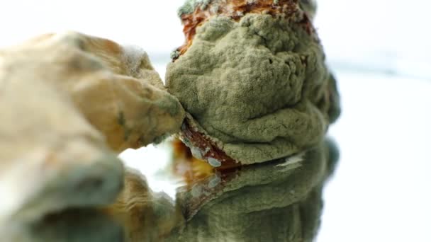Mold Pada Makro Makanan Pada Latar Belakang Putih Bahaya Jamur — Stok Video