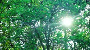 Güneş ışınları bir yaz akşamında ağaçların tepesinde parlıyor..
