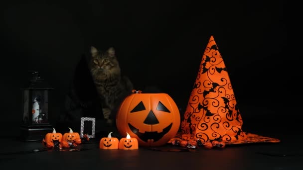 Halloween Katze Springt Plötzlich Auf Jagd Auf Schwarzem Grund Zwischen — Stockvideo