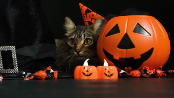 Hermoso Gato Esponjoso Celebra Halloween Entre Calabazas Sombreros Brujas Dulces — Vídeos de Stock