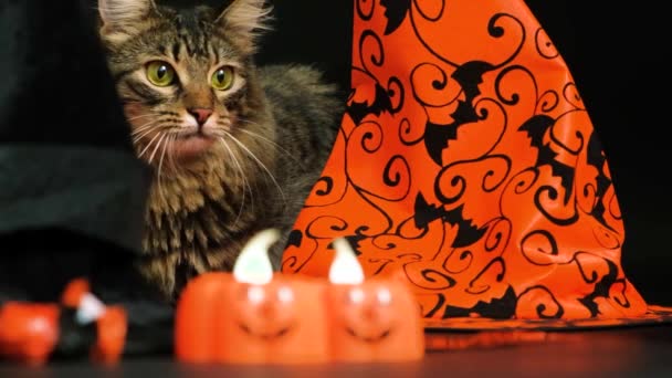 一只漂亮的绒毛猫在黑色背景的南瓜 女巫帽和糖果中欢度万圣节 — 图库视频影像