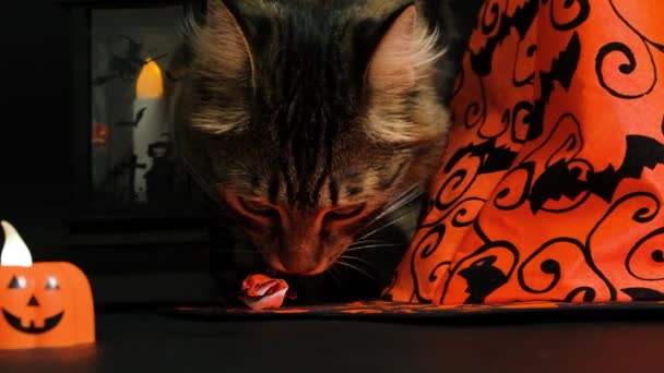 Een Mooie Pluizige Kat Viert Halloween Tussen Pompoenen Heksenhoeden Snoep — Stockvideo