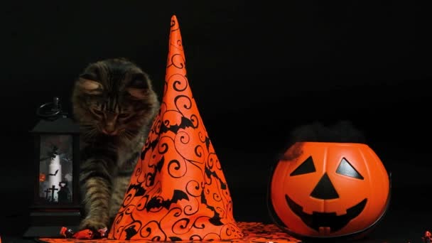 Μια Όμορφη Χνουδωτή Γάτα Γιορτάζει Χάλογουιν Ανάμεσα Κολοκύθες Καπέλα Μάγισσας — Αρχείο Βίντεο