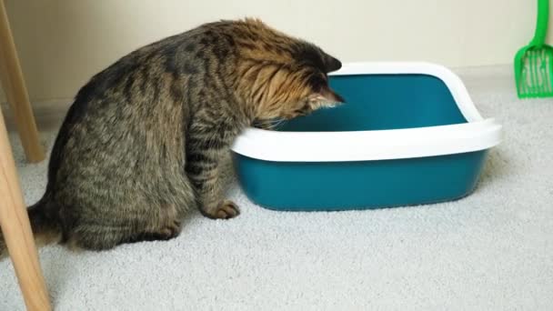 Domácí Kočka Uklízí Krabici Odpadky Záchod — Stock video