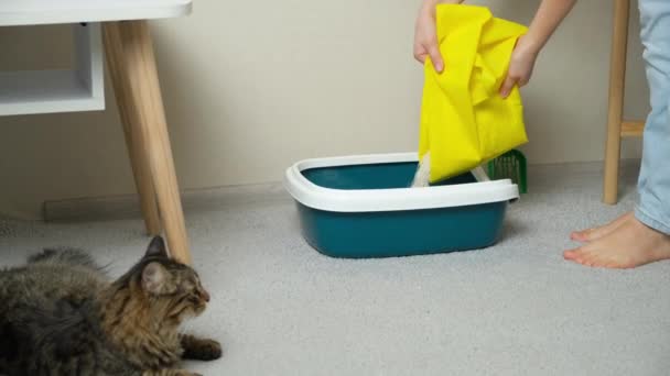 猫看着 一个女人把膨润土垃圾倒入猫的厕所 — 图库视频影像