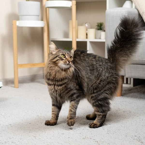 A playful domestic cat with a fluffy tail looks up. Grooming and Pet Care.