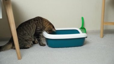 Evcil bir kedi çöp kutusunu, tuvaleti temizliyor.
