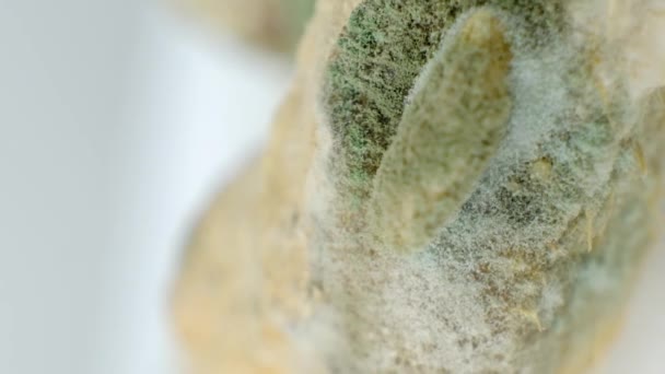 Mold Pada Makro Makanan Pada Latar Belakang Putih Bahaya Jamur — Stok Video
