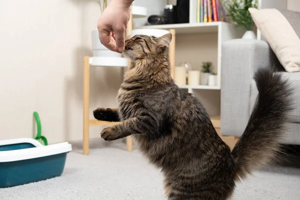 The owner of the pet feeds the domestic cat with a snack from his hand.