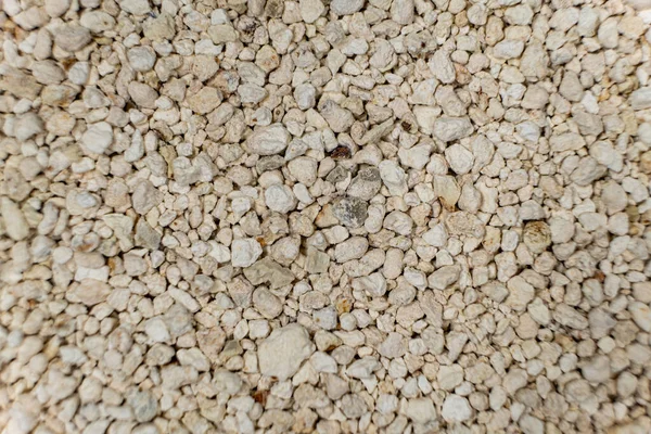 Bentonite Lixo Argila Aglomeração Para Caixa Areia Gato Animais Estimação — Fotografia de Stock