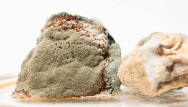 Beyaz arka planda yemek makrosu kalıbı. Küf tehlikesi, bayat ürünler.