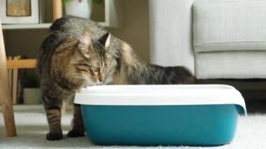 Evcil bir kedi tuvaleti temizliyor, patisiyle tepsideki kedi pisliğini kazıyor..