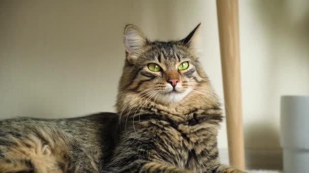Retrato Gato Doméstico Tranquilo Mirando Alrededor Moviendo Sus Orejas Casa — Vídeos de Stock