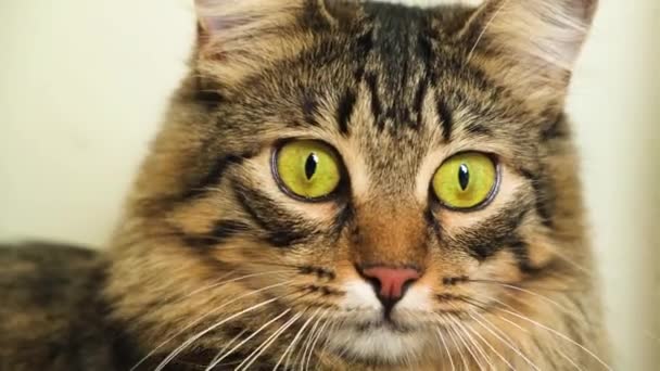 Retrato Belo Gato Com Olhos Amarelo Verdes Olhando Redor — Vídeo de Stock