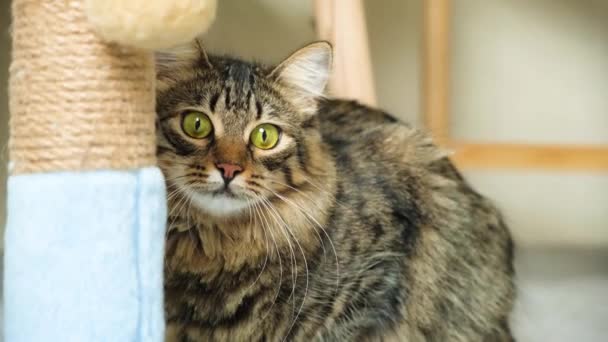 Dilasi Dan Konstriksi Dari Murid Murid Kucing Tatapan Kucing Kucing — Stok Video