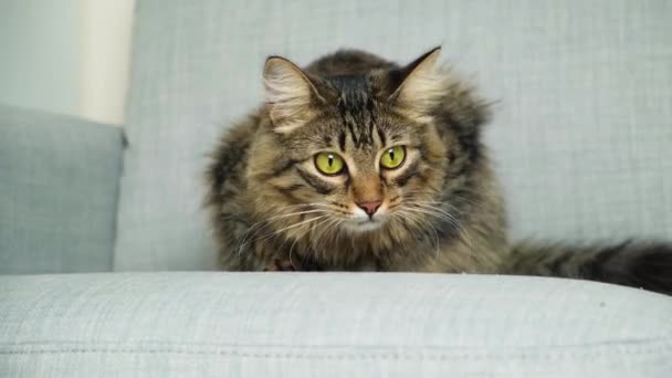Домашняя Кошка Охотится Готовится Прыгать Расширять Сужать Зрачки — стоковое видео
