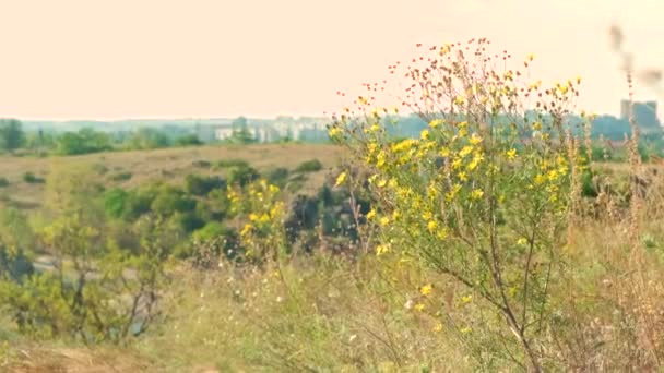 Planta Perene Helianthus Giganteus Verão Campo Selvagem — Vídeo de Stock