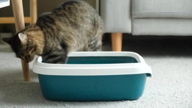 Evcil bir kedi tuvaleti temizliyor, patisiyle tepsideki kedi pisliğini kazıyor..